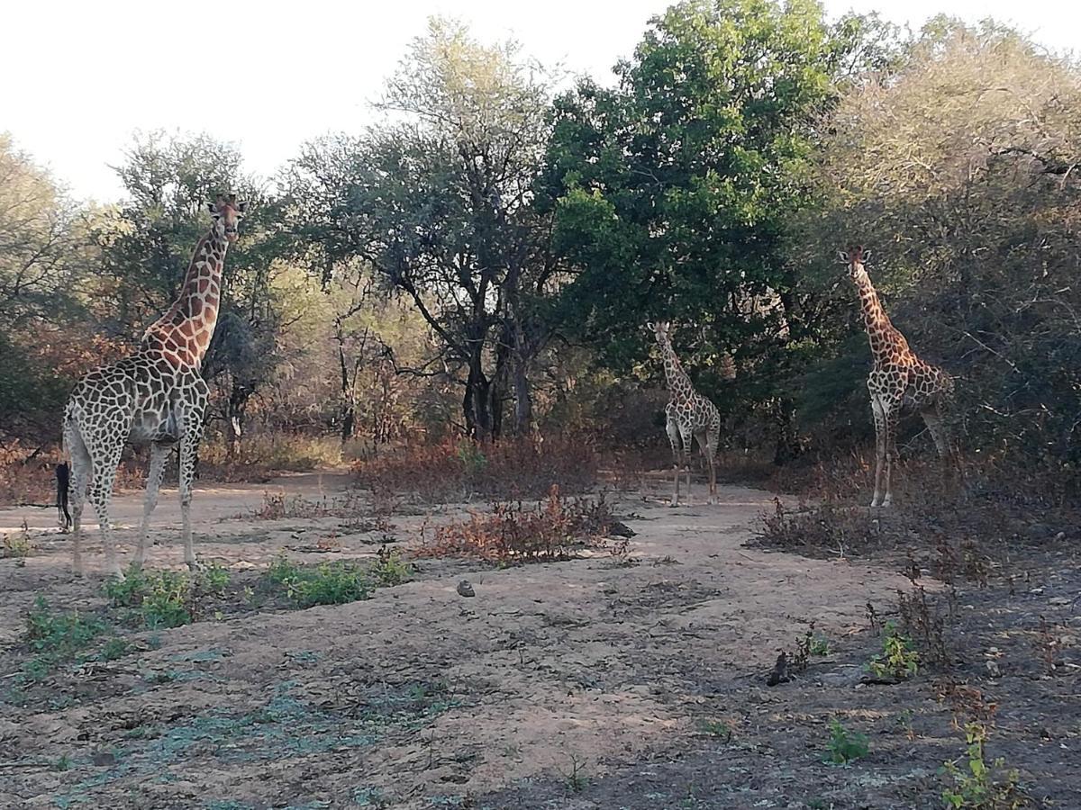 Kelora Bush Camp Hotel Hoedspruit Exterior photo